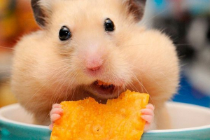 Що вдома ви можете годувати хом'яків? Що вдома ви можете годувати хом'яків?